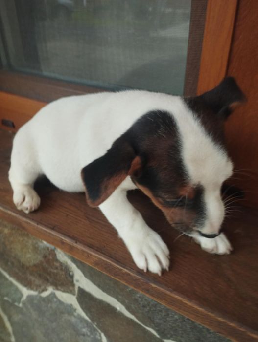 Собачки породи Джек Рассел