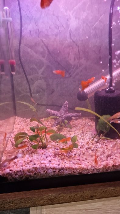 Мирні рибки гуппі