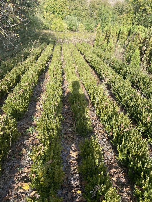 Самшит  бордюрний ,кулі самшит.