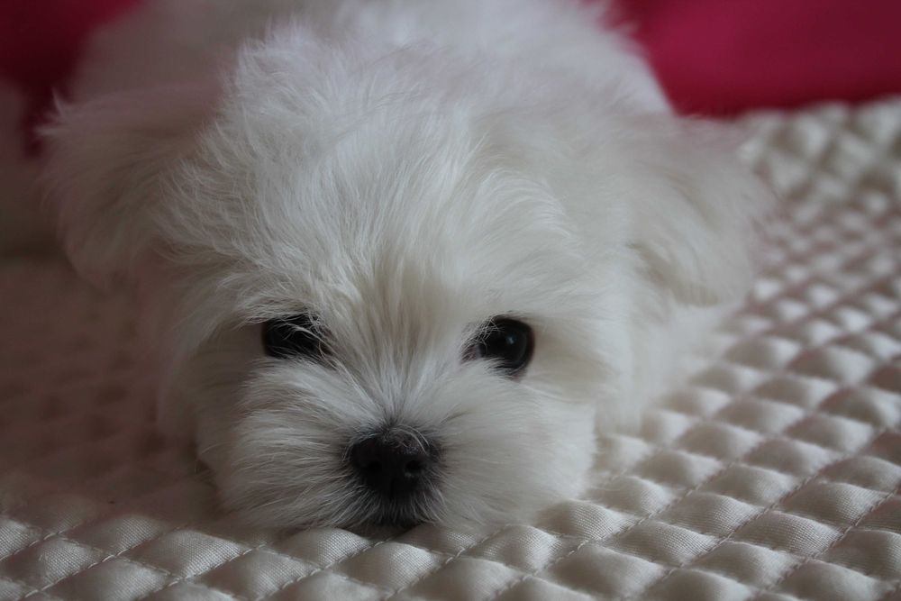 Мальтезе цуценята