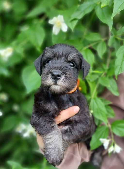 Цуценята цвергшнауцера