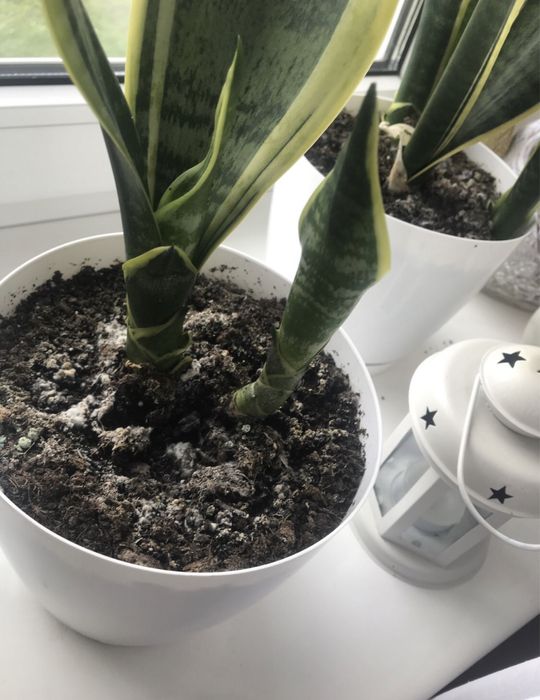 Sanseveria gwinejska