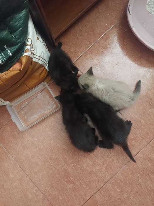 Gatinhos bebés para adoção