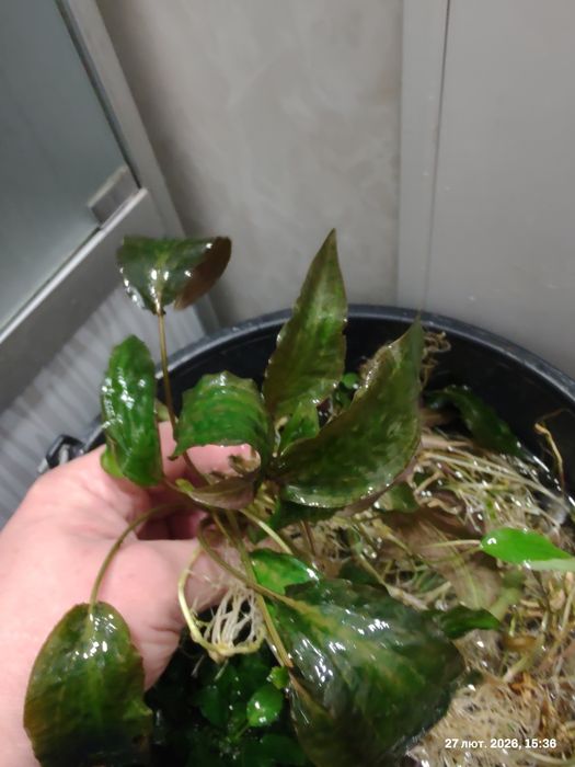 Анубіас нанапетіт