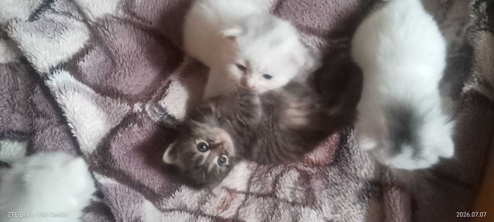 Бронювання котенят