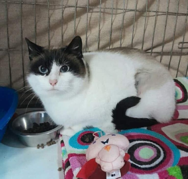 Kicia o pięknym umaszczeniu.