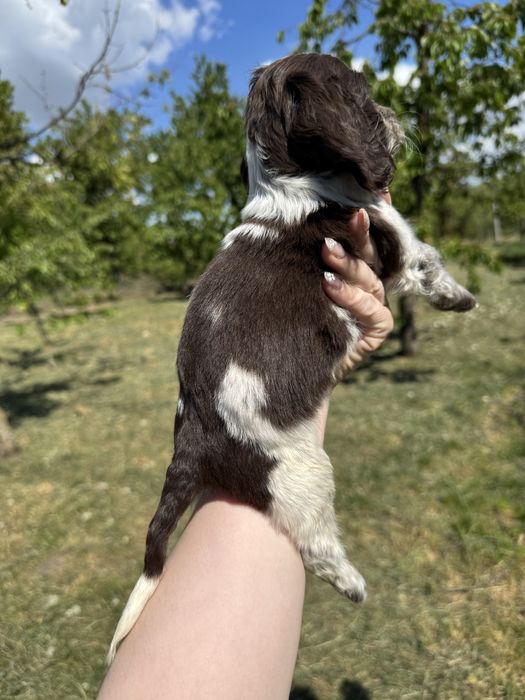 Бомбезний хлопчик Англ кокер