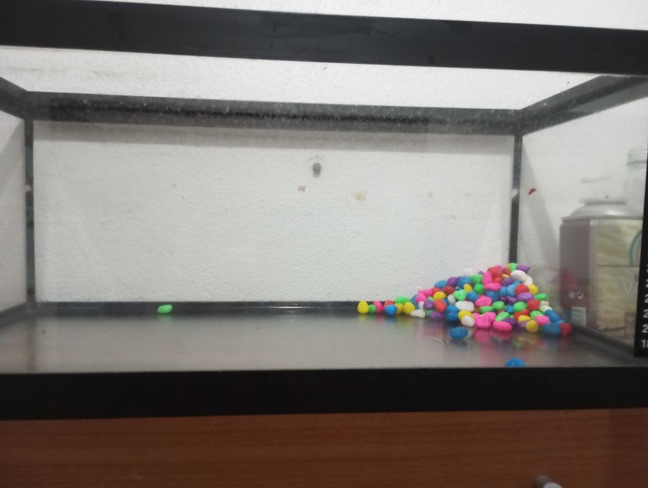 Vendo aquário com alguns acessórios