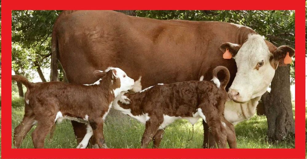 cieleta  cielaki byczki Promocja