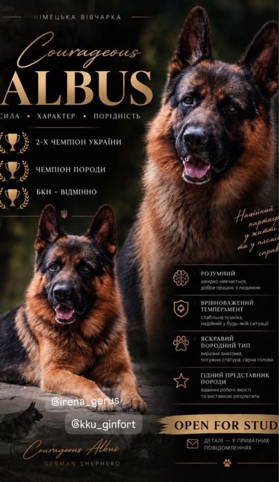 Розкішні яскраві малюки німецької вівчарки. З документами