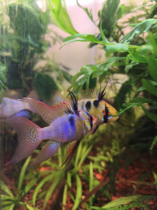 Ramirezis german blue adultos