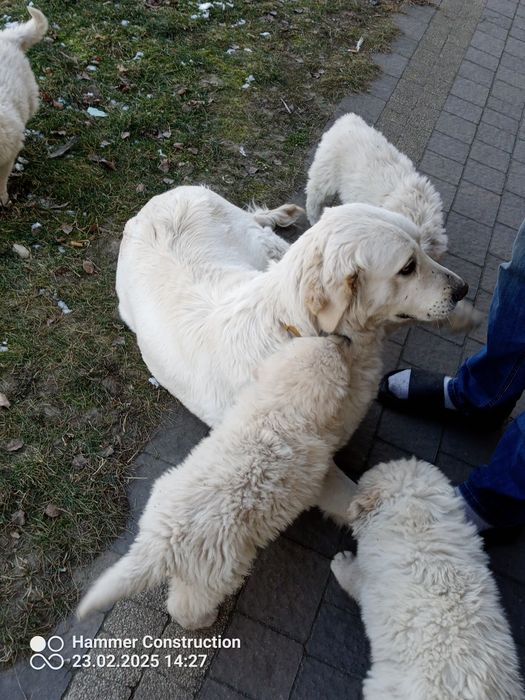 Owczarek podhalański