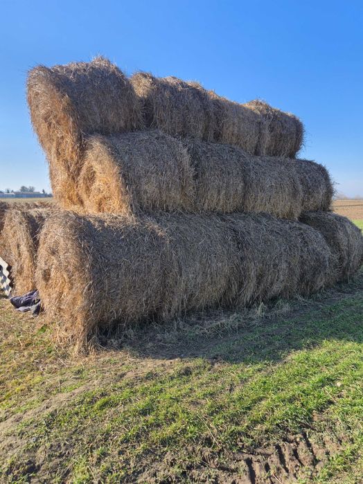 Słoma 150cm 40sztuk