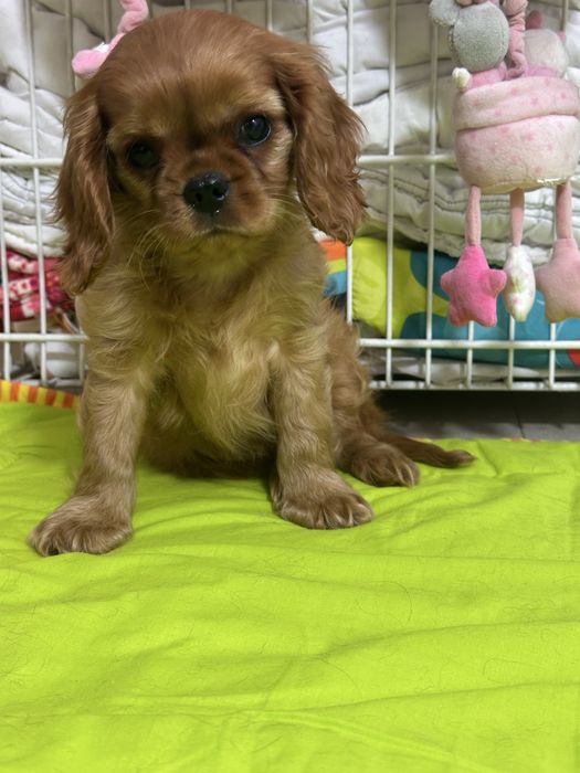 Cavalier King Charles Spaniel- piesek ZKwP (FCI)