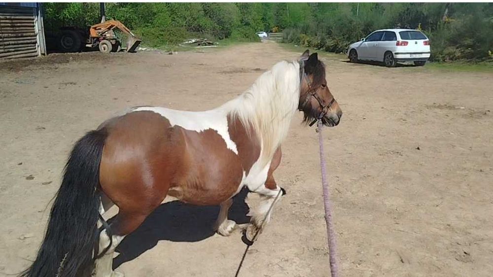 Excelente exemplar pônei femea