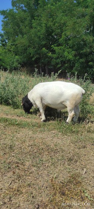 Баранчики дорпер 5 місяців