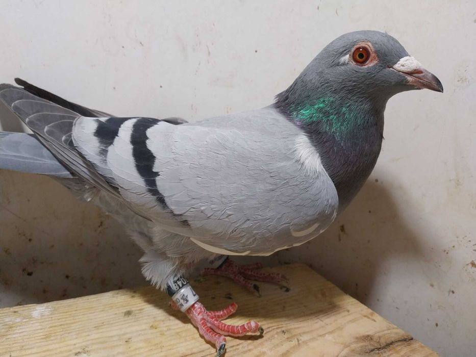 Gołębie pocztowe- Unikat! Samica NOR 2025- czip logo tel/ mega! Ptak