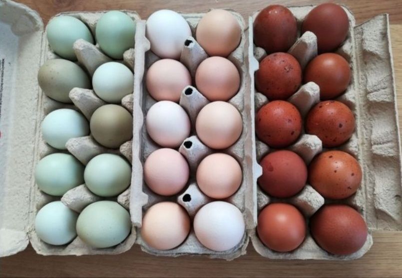 Kury marans, araukana, green Shel, blues hel, leghorn