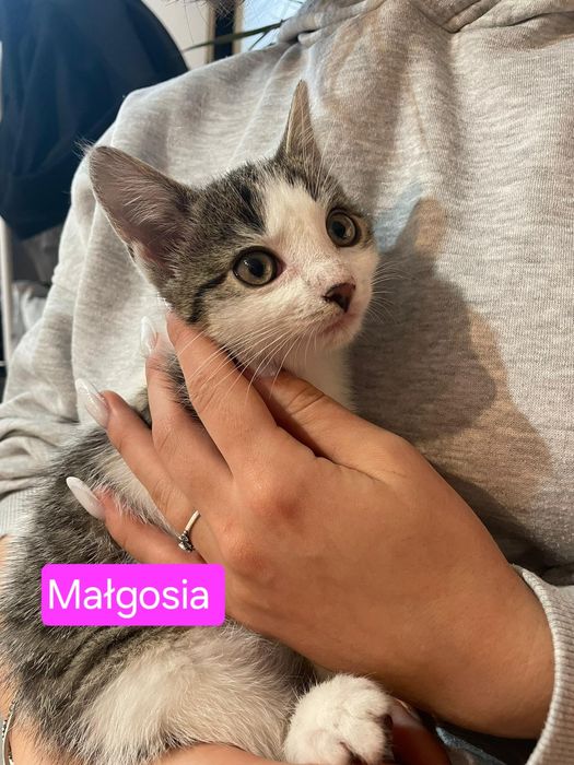 Jaś i Małgosia szukają domu