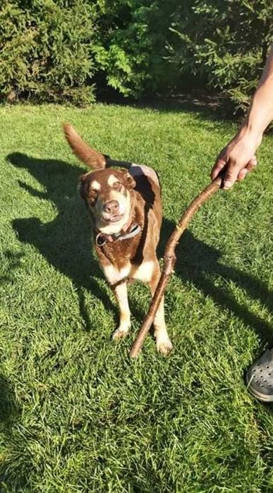 Mijają kolejne lata samotności tej kochanej psinki..