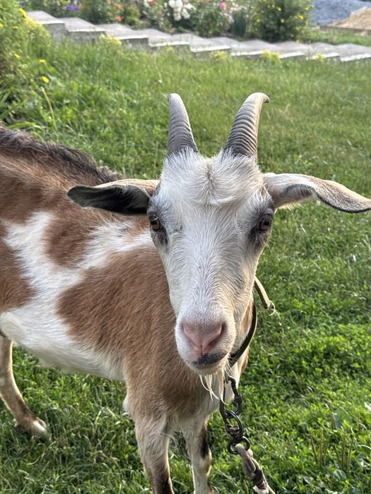 продам козу молочну