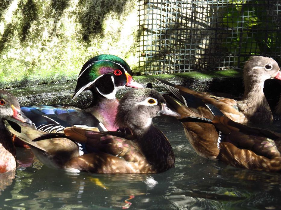 Casal pato mandarim de 2025
