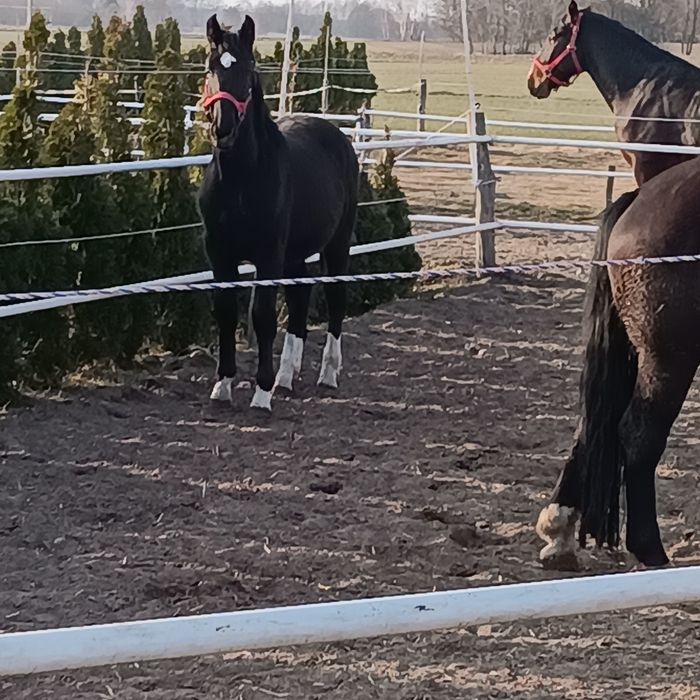 Piękna Klaczka super Rodowód