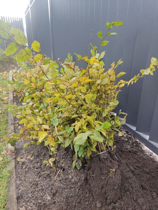 Sprzedam sadzonki  Grabu na żywopł odot 60 cm