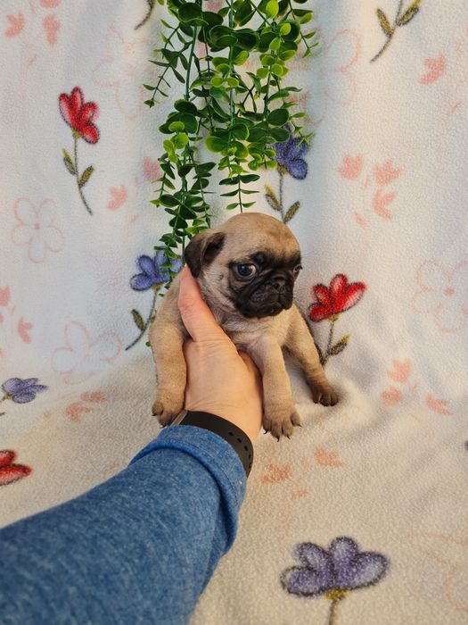 Excelente Pug Carlin beje de Qualidade