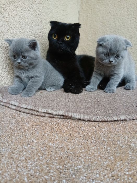 Британські кошенята