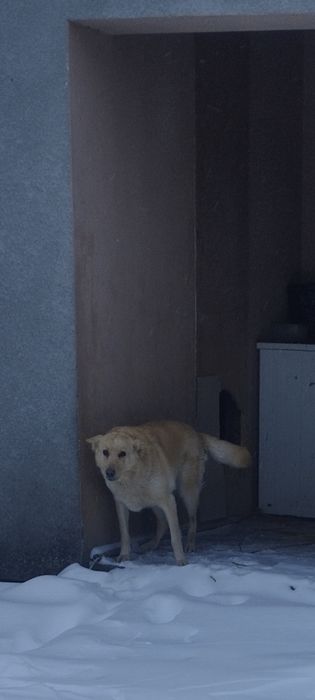 Собака,метис,спокійна.