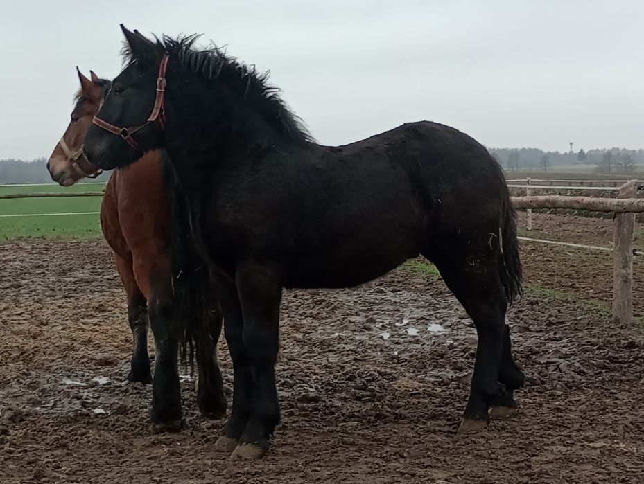 Ogierek zimnokrwisty