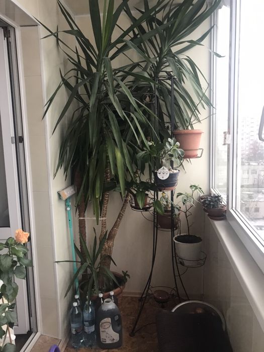 Продам юкку!!!