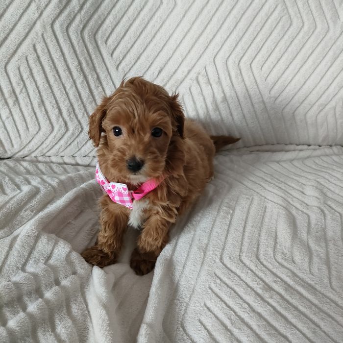 Prześliczna perełka Maltipoo.