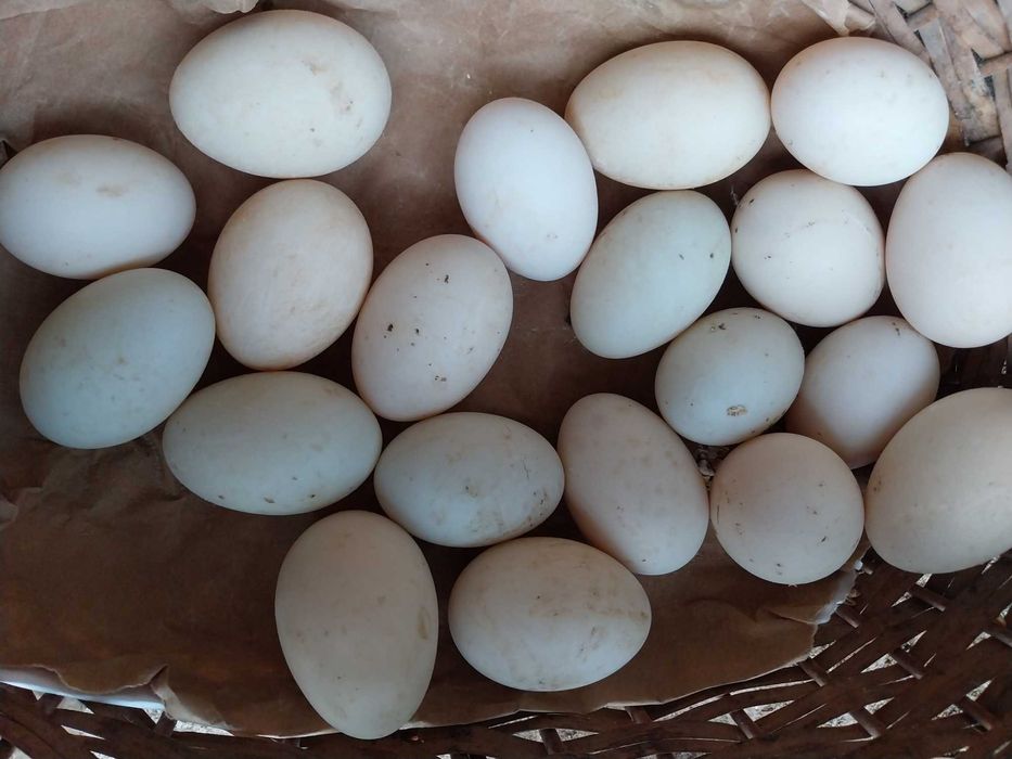 Patos , patas e ovos