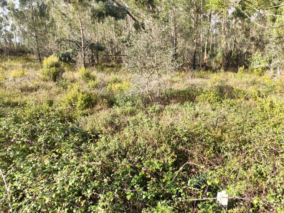 Terreno na Almagreira Construtivo