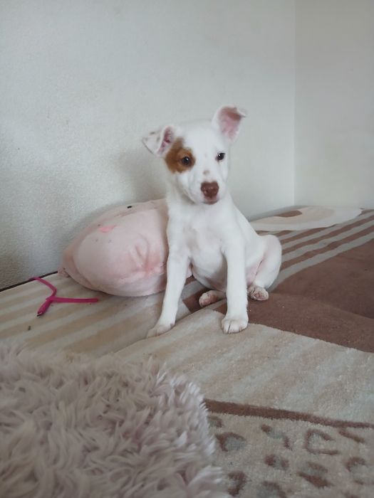 Wesoła suczka Jack russell  terrier