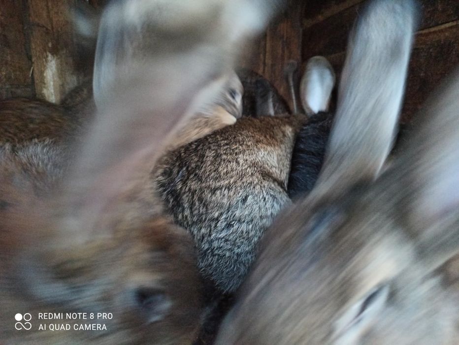 Tuszka kaczki królika