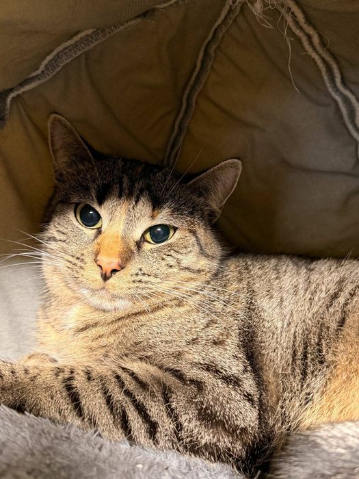 Kotka Zuzi szuka domu z drugim kotkiem