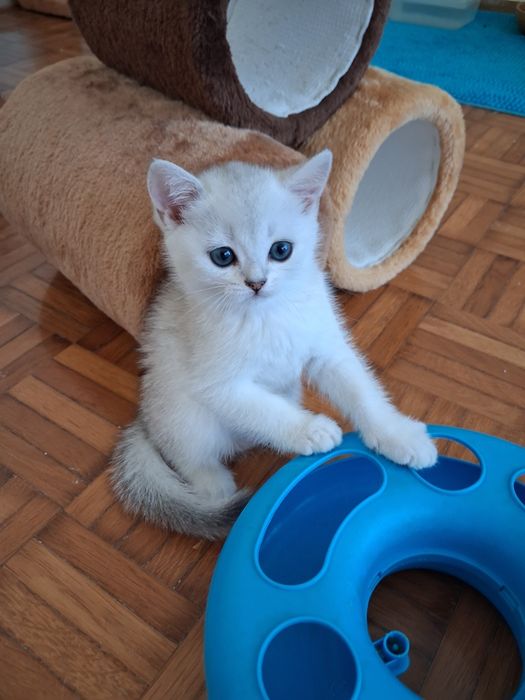 British Shorthair silver