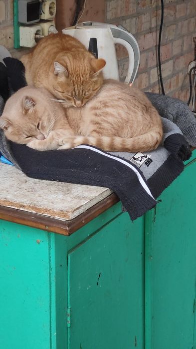 Взрослые рыжие котята котики в добрые руки