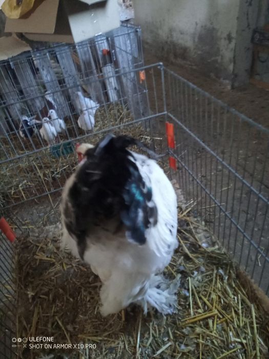 Kogut Brahma 9 miesięcy