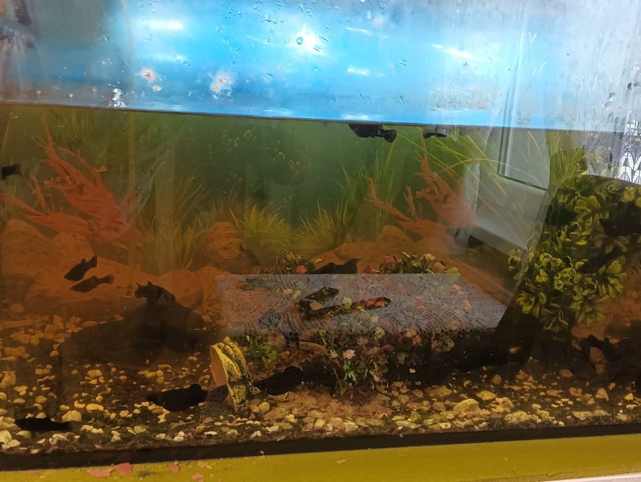 Akwarium cały zestaw