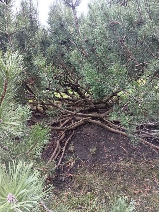 Догляд за садом. Послуги професійного садівника. Ландшафтні роботи