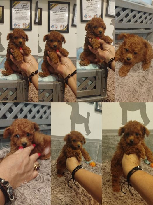 Pudel toy Red Teacup