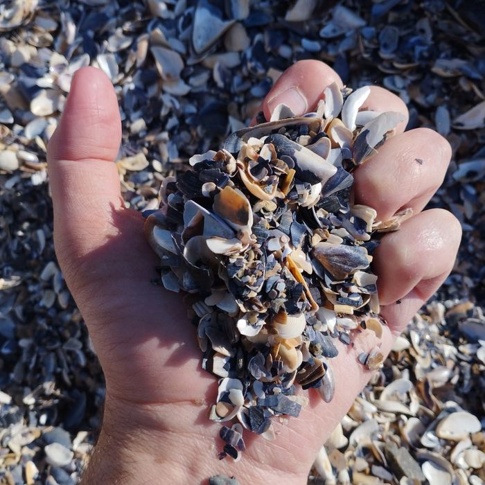 Ракушка (мушля) кормова морська