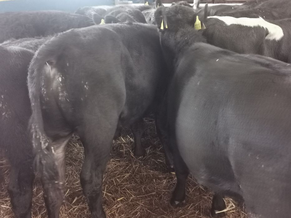 Odsadki mięsne limuse Angus hereford simental szarolez