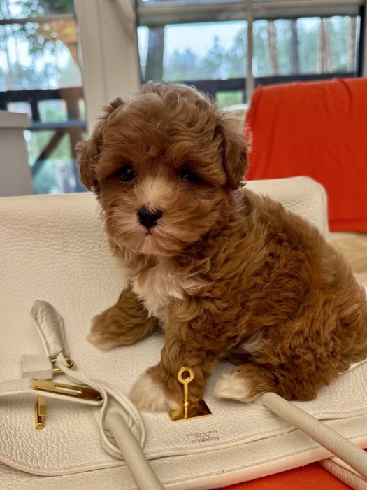 Мальтипу ф1- міні  формат тікап