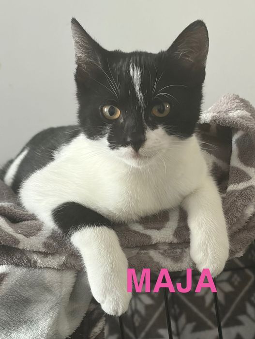 Rezolutna Maja do adopcji