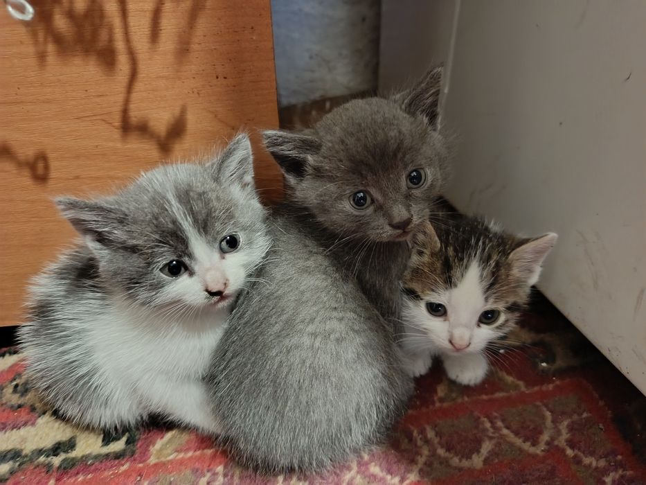 Кошенята в добрі руки